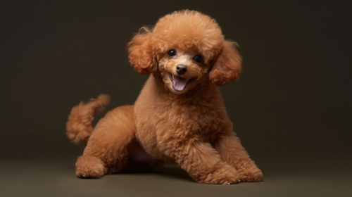 brown curly Poodle puppy